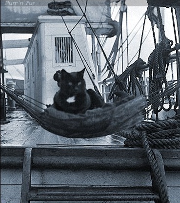 Gatto Nigger Terra Nova